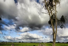 约基奇大三双23+17+15 掘金终结活塞8连胜.